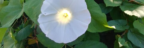 succulentsweety header picture leakfans.com