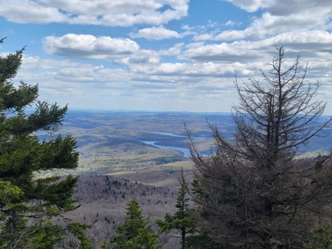 sugar_wolf header picture leakfans.com