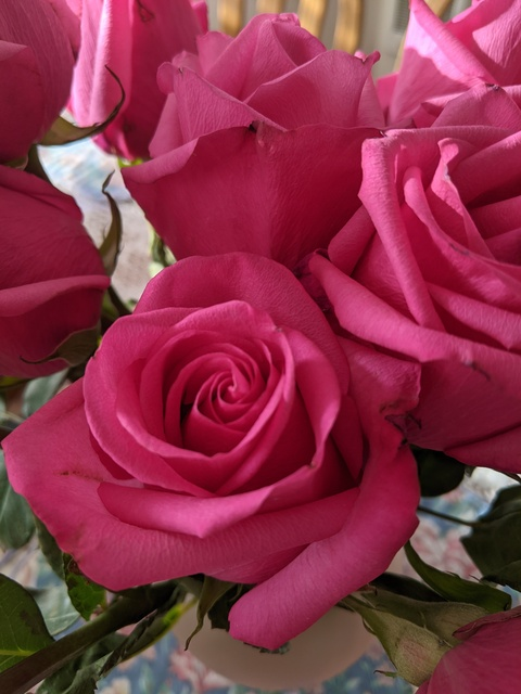 summertimerose header picture leakfans.com