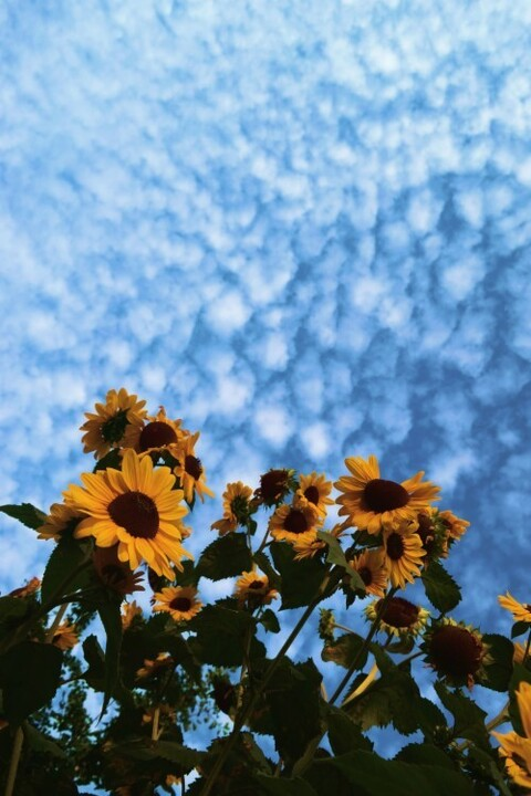 Header of sunflower-x