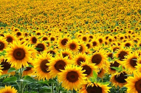 Header of sunflower227