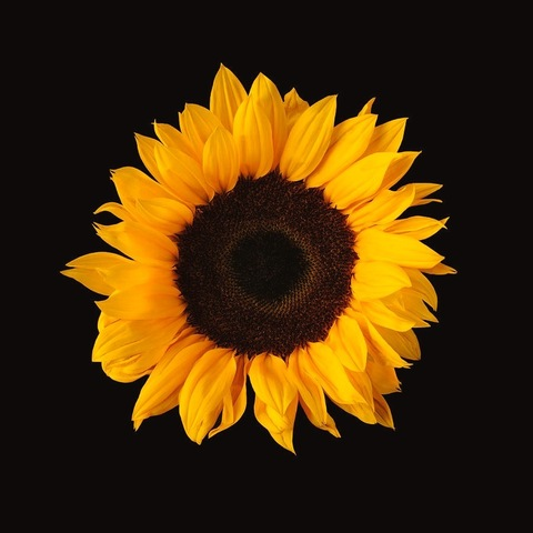 Header of sunflowerfr33
