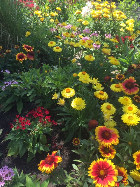 sunny-daisy header picture leakfans.com