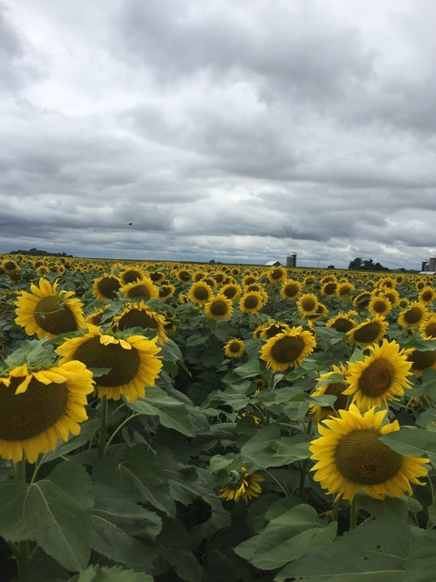 sunny.t header picture leakfans.com