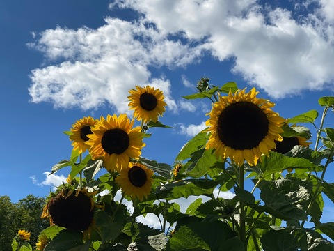 sunnyraeee header picture leakfans.com