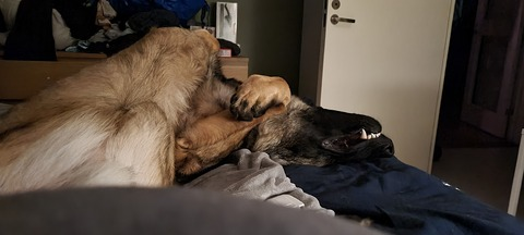 swedishcorvid header picture leakfans.com