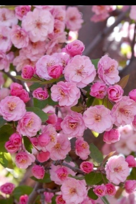 sweet.like.honey header picture leakfans.com