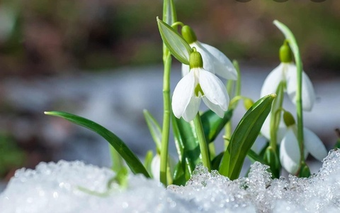 sweetgalanthus header picture leakfans.com
