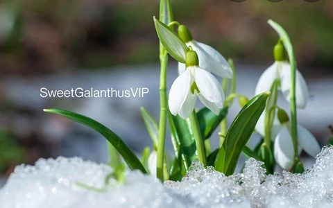 Header of sweetgalanthusvip