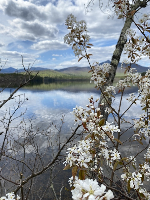 sweetiepiie header picture leakfans.com