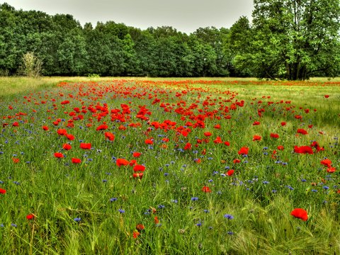 sweetlena header picture leakfans.com