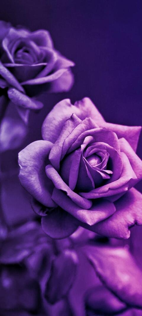 sydvicious95 header picture leakfans.com