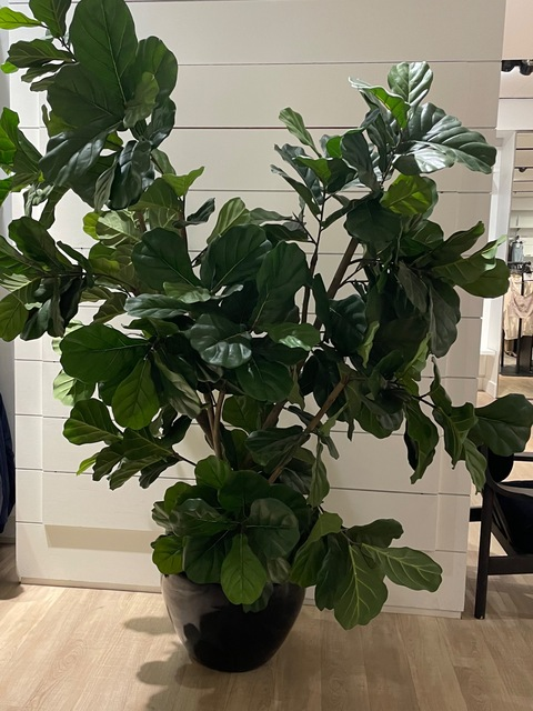 tasteofgi header picture leakfans.com