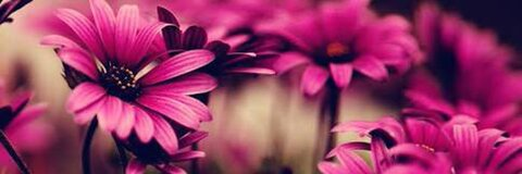 teliciacook header picture leakfans.com