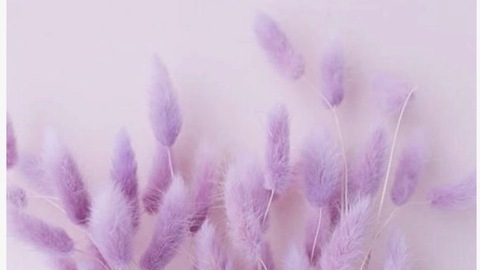 tempermental_kitten header picture leakfans.com