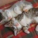 teru_jpn profile picture