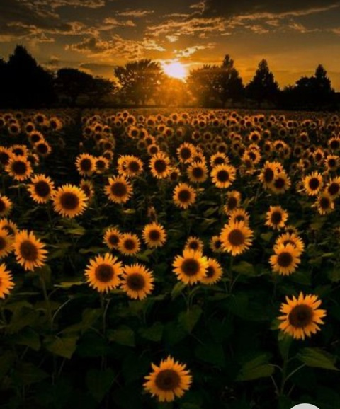 thecoochiescoutx header picture leakfans.com