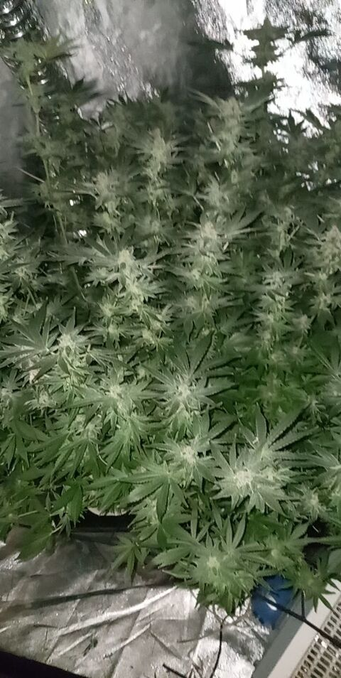 themazescape666 header picture leakfans.com