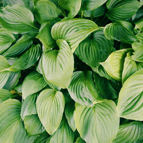 thepierogiprincess header picture leakfans.com