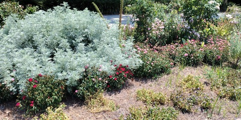 thewaterlily header picture leakfans.com