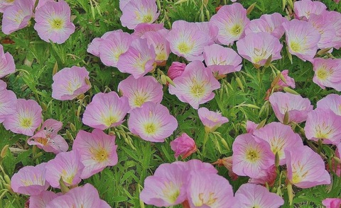 this_isnt_a_gameboy69 header picture leakfans.com