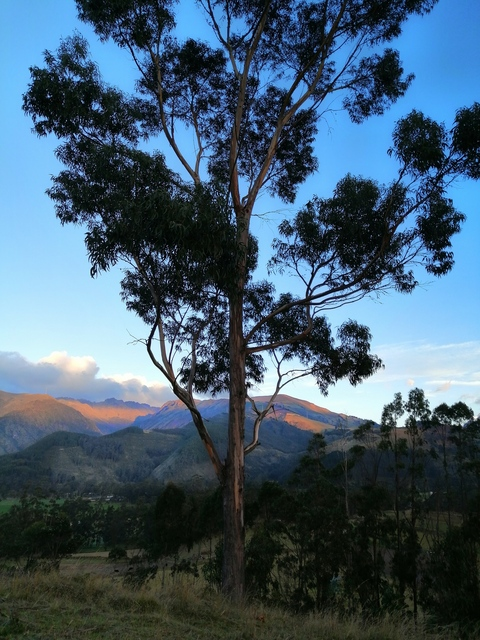 thor593 header picture leakfans.com