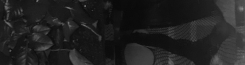 tizferal header picture leakfans.com