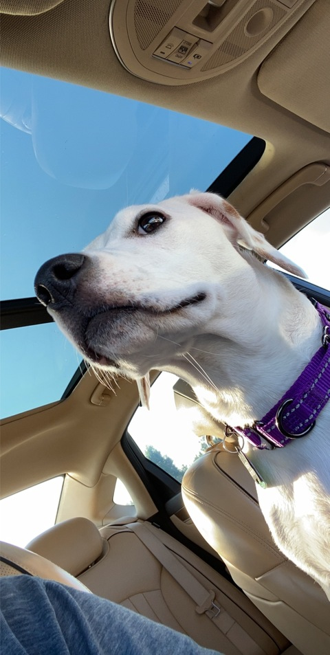 toglesby header picture leakfans.com