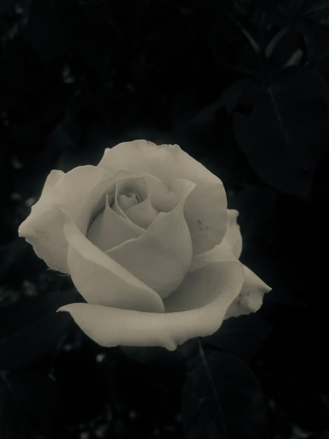 top.shelf.honey header picture leakfans.com