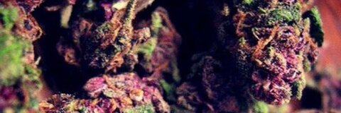 tquortez header picture leakfans.com