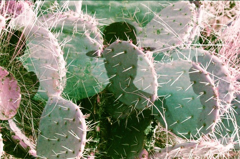 transgothbxtch header picture leakfans.com