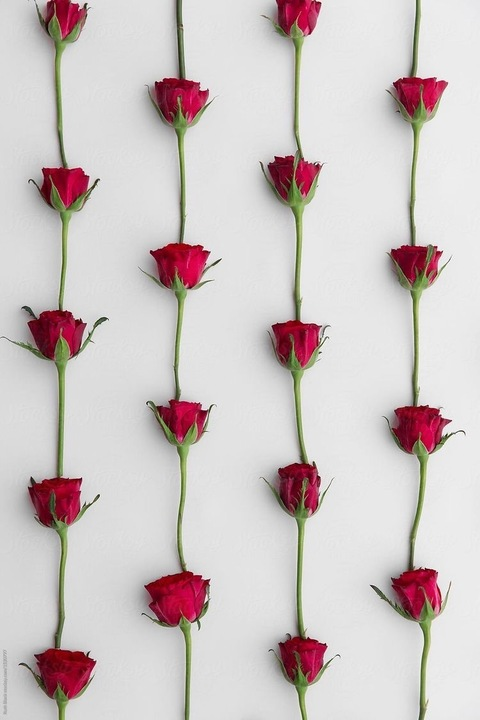 trickyrose header picture leakfans.com