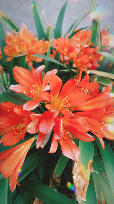 triiinitytafari header picture leakfans.com