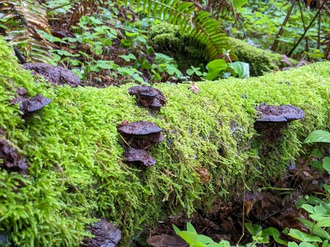 trippylilnymph header picture leakfans.com