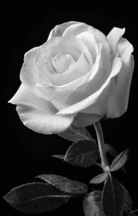 u241410443 header picture leakfans.com