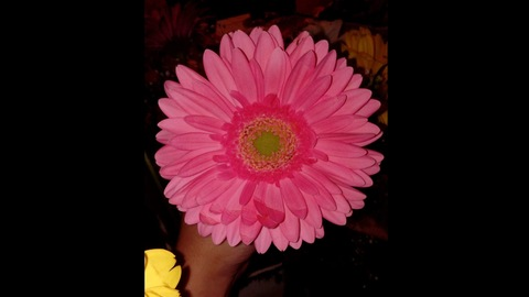 u241530997 header picture leakfans.com