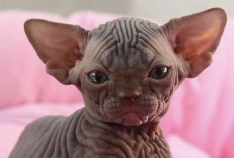 uglygoblinbaby header picture leakfans.com