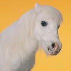 unicornrocinu profile picture