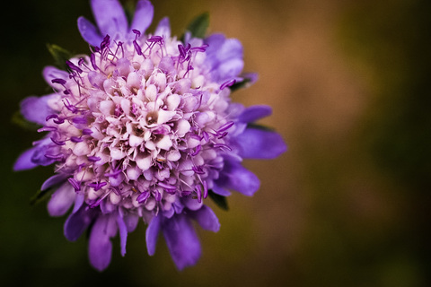 uniqueskin header picture leakfans.com