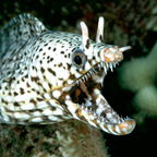 vacuum_the_floor profile picture leakfans.com