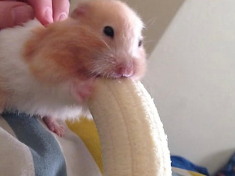 vanessaandzane header picture leakfans.com