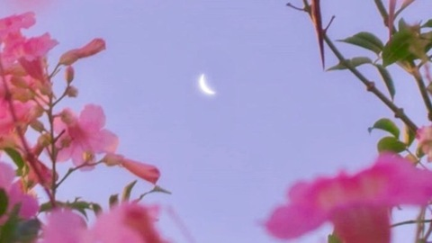 vibefaerie header picture leakfans.com