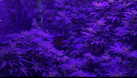 vibewithissa header picture leakfans.com