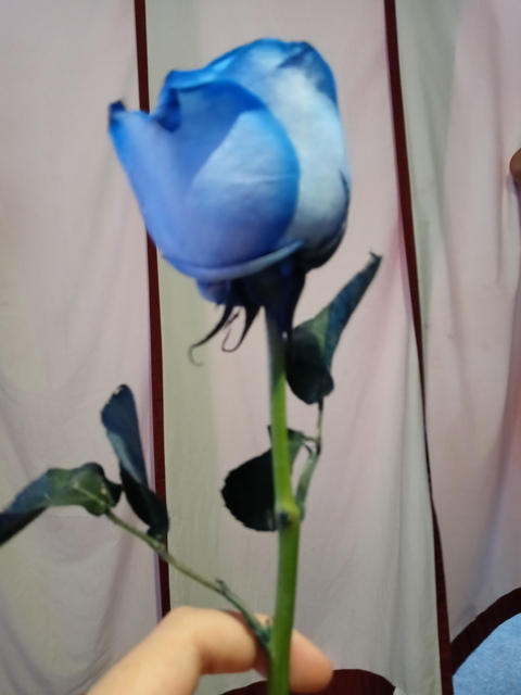 vitro header picture leakfans.com