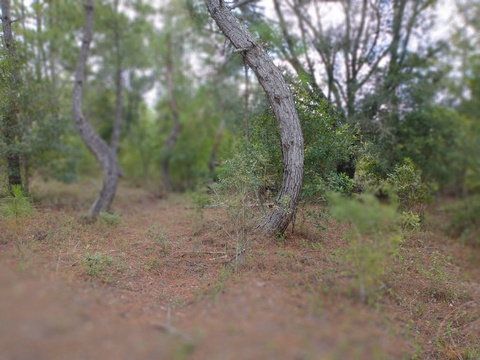 waggingturtletails header picture leakfans.com