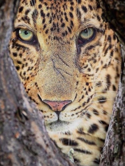 wildeyedgal header picture leakfans.com