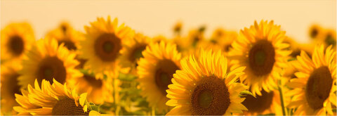 Header of wildflwers