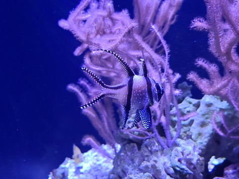 wizard_lizard header picture leakfans.com