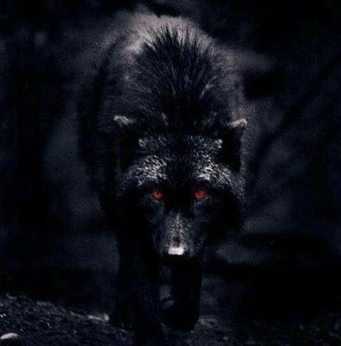 wolfxdaddyfree header picture leakfans.com