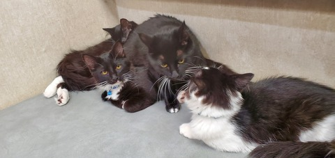 x_oni_x header picture leakfans.com